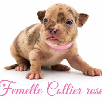 3e chiot (Portée Unknown mommy ❤ Unknown daddy) - Femelle tricolore chocolat merle Collier rose (10) Femelle American Bully