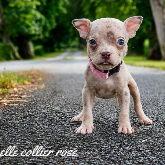 chiot American Bully tricolore chocolat merle Phoenix bully's kennel  