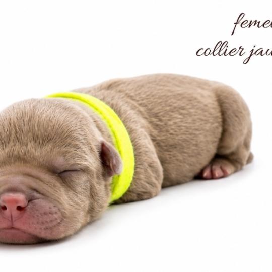 8e chiot (Portée Ursa ❤ Yoko) - Femelle Tricolore lilac Collier jaune fluo (11) Femelle American Bully