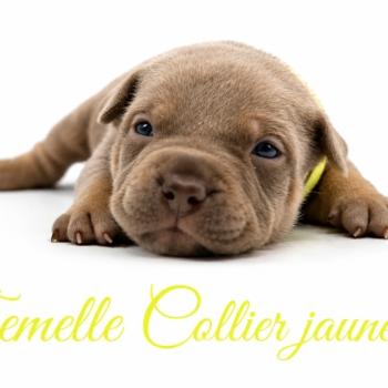 4e chiot (Portée Unknown mommy ❤ Unknown daddy) - Femelle Tricolore lilac Collier jaune fluo (11) Femelle American Bully