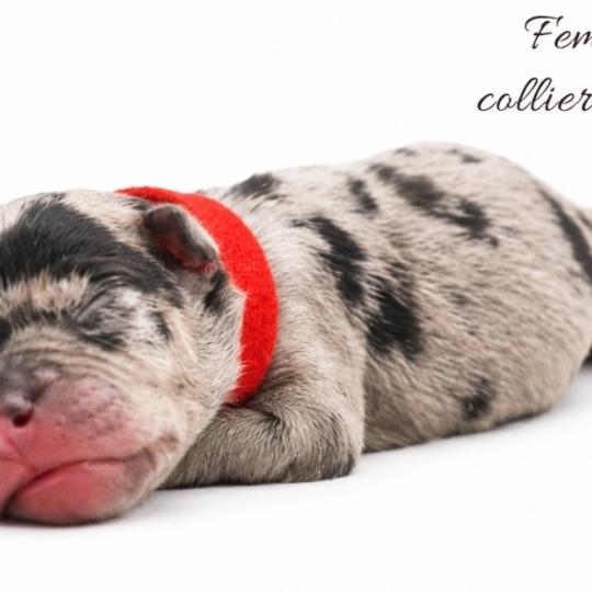 9e chiot (Portée Ursa ❤ Yoko) - Femelle tricolore noir merle Collier rouge (6) Femelle American Bully