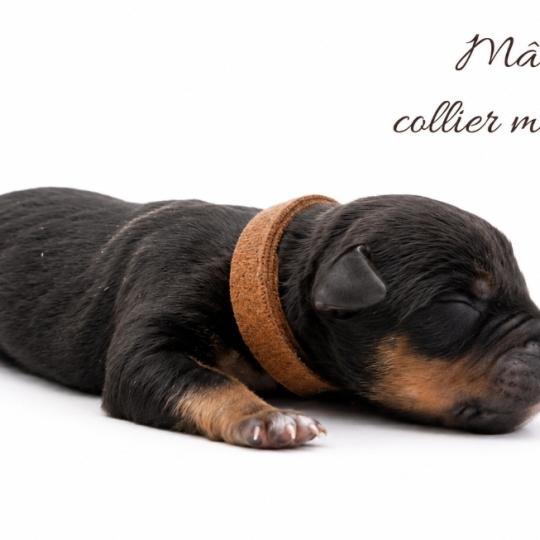 11e chiot (Portée Ursa ❤ Yoko) - Mâle tricolore noir Collier marron (7) Mâle American Bully