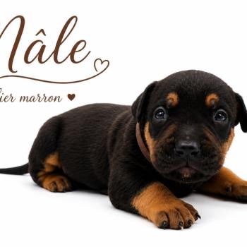 5e chiot (Portée Unknown mommy ❤ Unknown daddy) - Mâle tricolore noir Collier marron (7) Mâle American Bully