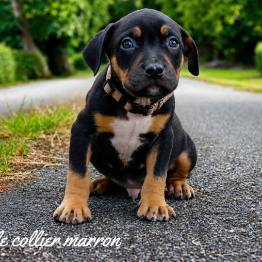 chiot American Bully tricolore noir Phoenix bully's kennel  