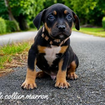 3e chiot (Portée Unknown mommy ❤ Unknown daddy) - Mâle tricolore noir Collier marron (7) Mâle American Bully