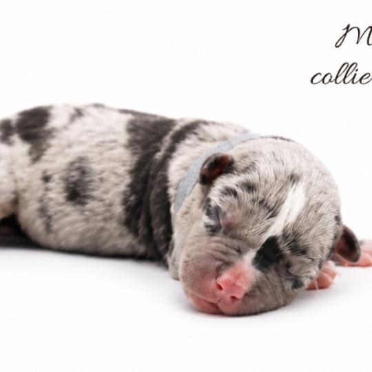 12e chiot (Portée Ursa ❤ Yoko) - Mâle Tricolore noir merle Collier gris (12) Mâle American Bully