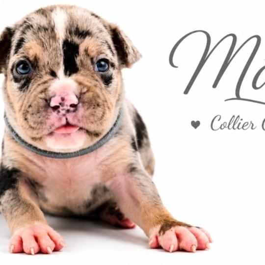 chiot American Bully Tricolore noir merle Phoenix bully's kennel  
