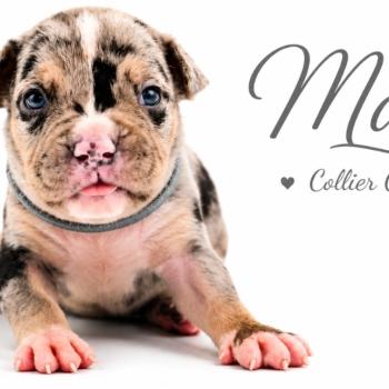 6e chiot (Portée Unknown mommy ❤ Unknown daddy) - Mâle Tricolore noir merle Collier gris (12) Mâle American Bully