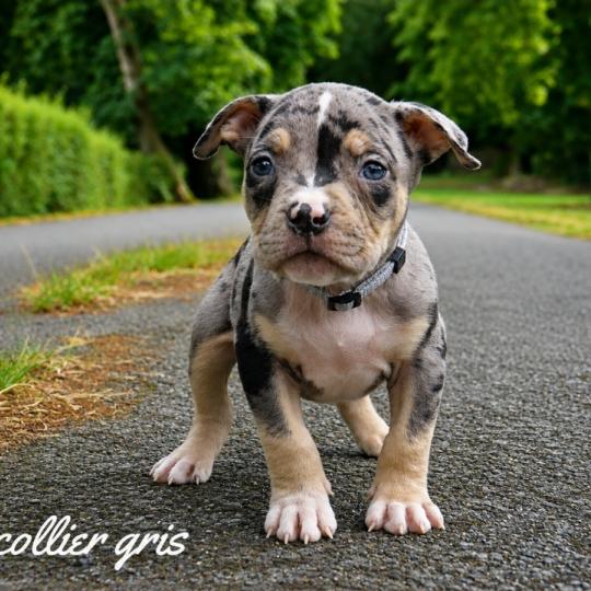 chiot American Bully Tricolore noir merle Phoenix bully's kennel  