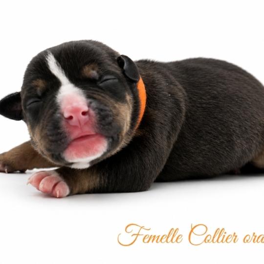 1er chiot (Portée Izy ❤ Yoko 2026) - Femelle tricolore noir Collier orange Femelle American Bully