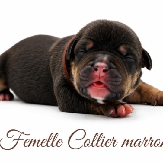 2e chiot (Portée Izy ❤ Yoko 2026) - Femelle tricolore noir collier marron Femelle American Bully