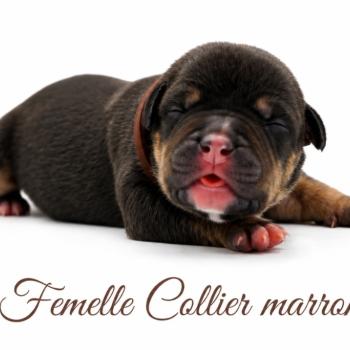 2e chiot (Portée Izy ❤ Yoko 2026) - Femelle tricolore noir collier marron Femelle American Bully
