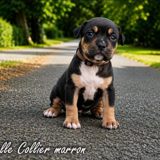 chiot American Bully tricolore noir Phoenix bully's kennel  