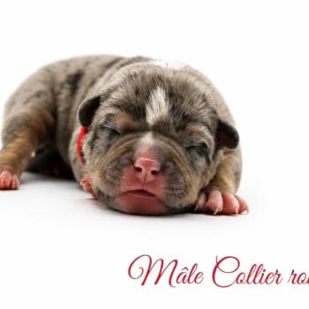 3e chiot (Portée Izy ❤ Yoko 2026) - Mâle Tricolore noir merle collier rouge Mâle American Bully