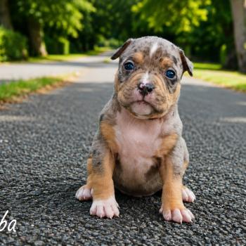 Simba Mâle American Bully