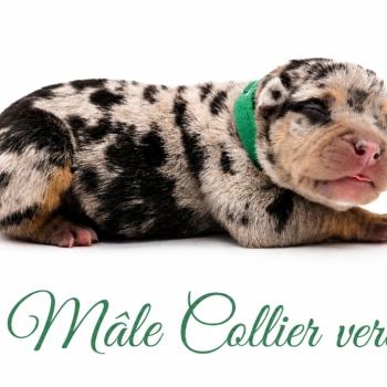 4e chiot (Portée Izy ❤ Yoko 2026) - Mâle Tricolore noir merle collier vert Mâle American Bully