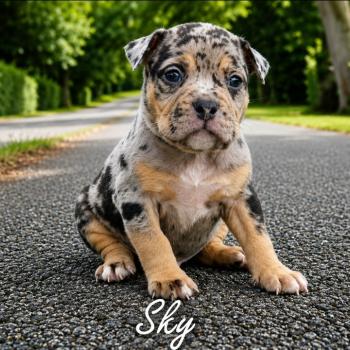 Sky Mâle American Bully