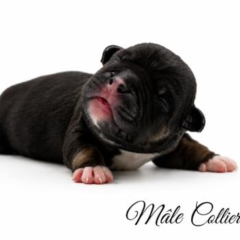 5e chiot (Portée Izy ❤ Yoko 2026) - Mâle tricolore noir collier noir Mâle American Bully