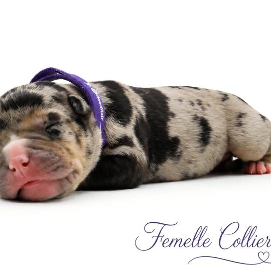 6e chiot (Portée Izy ❤ Yoko 2026) - Femelle Tricolore noir merle collier violet Femelle American Bully