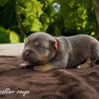 1er chiot (Portée Unknown mommy ❤ Unknown daddy) - Femelle tricolore bleu collier rouge Femelle American Bully