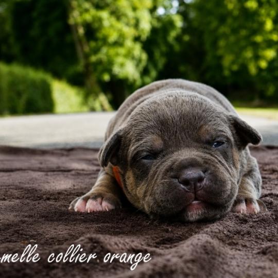 2e chiot (Portée Unknown mommy ❤ Unknown daddy) - Femelle tricolore bleu collier orange Femelle American Bully