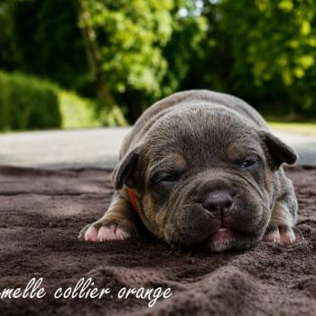 2e chiot (Portée Unknown mommy ❤ Unknown daddy) - Femelle tricolore bleu collier orange Femelle American Bully