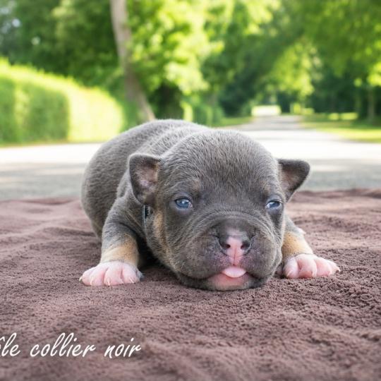 3e chiot (Portée Unknown mommy ❤ Unknown daddy) - Mâle tricolore bleu collier noir Mâle American Bully