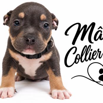 1er chiot (Portée Unknown mommy ❤ Unknown daddy) - Mâle tricolore bleu collier noir Mâle American Bully