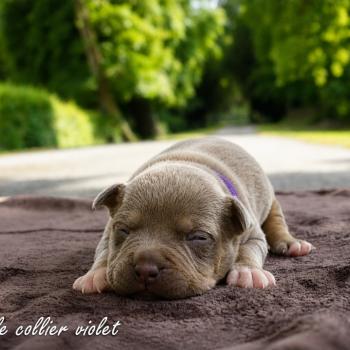 4e chiot (Portée Unknown mommy ❤ Unknown daddy) - Femelle tricolore lilac collier violet Femelle American Bully