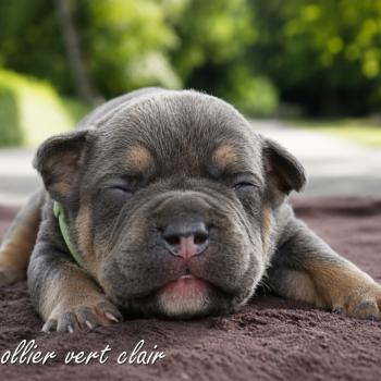 5e chiot (Portée Unknown mommy ❤ Unknown daddy) - Mâle tricolore bleu collier vert clair Mâle American Bully