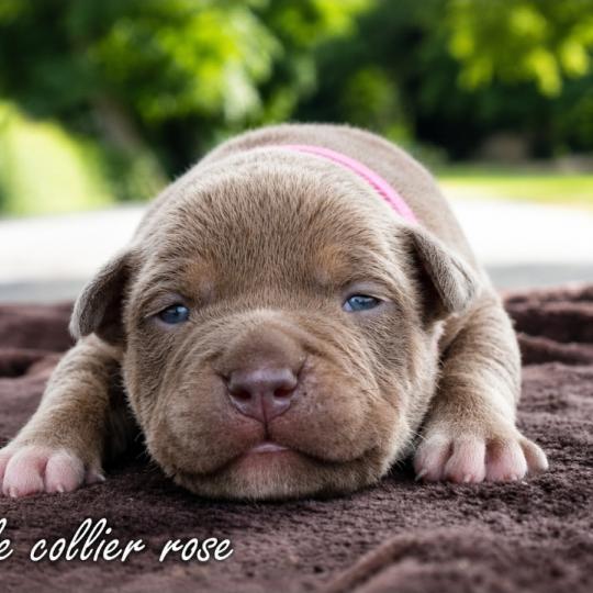 6e chiot (Portée Unknown mommy ❤ Unknown daddy) - Femelle tricolore lilac collier rose Femelle American Bully