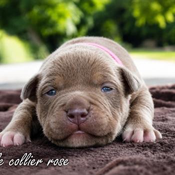 6e chiot (Portée Unknown mommy ❤ Unknown daddy) - Femelle tricolore lilac collier rose Femelle American Bully