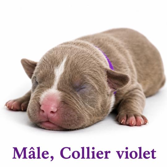 1er chiot (Portée Unknown mommy ❤ Unknown daddy) - Mâle tricolore lilac Collier violet Mâle American Bully