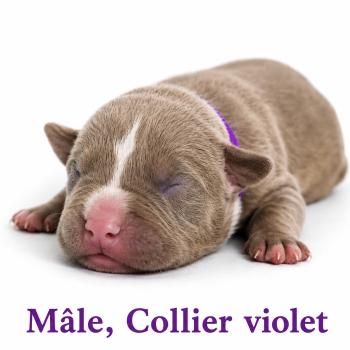 1er chiot (Portée Unknown mommy ❤ Unknown daddy) - Mâle tricolore lilac Collier violet Mâle American Bully