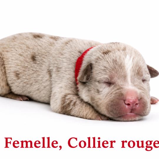 2e chiot (Portée Unknown mommy ❤ Unknown daddy) - Femelle tricolore lilac merle collier rouge Femelle American Bully