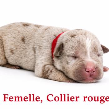 2e chiot (Portée Unknown mommy ❤ Unknown daddy) - Femelle tricolore lilac merle collier rouge Femelle American Bully