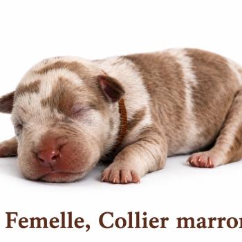 3e chiot (Portée Unknown mommy ❤ Unknown daddy) - Femelle tricolore lilac merle collier marron Femelle American Bully