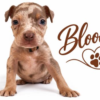 Bloody Femelle American Bully
