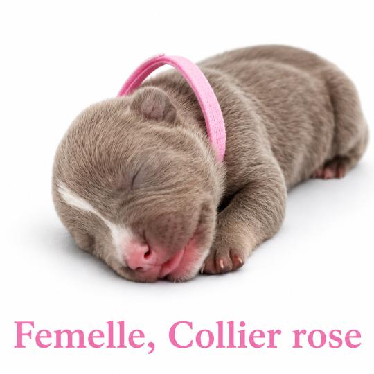 4e chiot (Portée Unknown mommy ❤ Unknown daddy) - Femelle Tricolore lilac collier rose Femelle American Bully