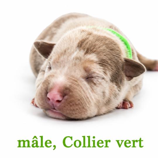 5e chiot (Portée Unknown mommy ❤ Unknown daddy) - Mâle tricolore lilac merle collier vert Mâle American Bully