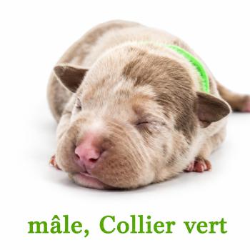5e chiot (Portée Unknown mommy ❤ Unknown daddy) - Mâle tricolore lilac merle collier vert Mâle American Bully