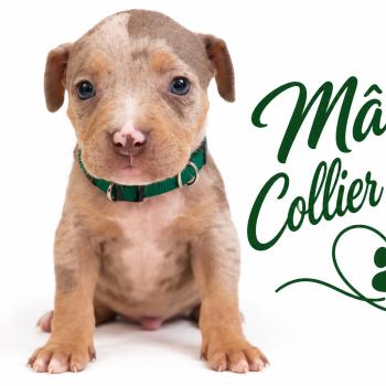 3e chiot (Portée Unknown mommy ❤ Unknown daddy) - Mâle tricolore lilac merle collier vert Mâle American Bully