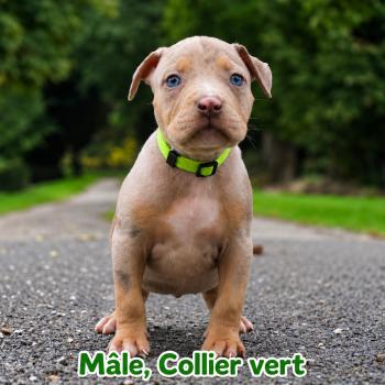 2e chiot (Portée Unknown mommy ❤ Unknown daddy) - Mâle tricolore lilac merle collier vert Mâle American Bully