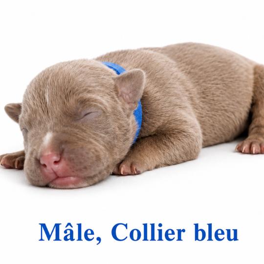 6e chiot (Portée Unknown mommy ❤ Unknown daddy) - Mâle tricolore lilac collier bleu Mâle American Bully
