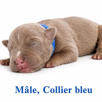 6e chiot (Portée Unknown mommy ❤ Unknown daddy) - Mâle tricolore lilac collier bleu Mâle American Bully