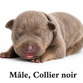7e chiot (Portée Unknown mommy ❤ Unknown daddy) - Mâle Tricolore lilac collier noir Mâle American Bully