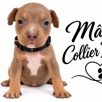 4e chiot (Portée Unknown mommy ❤ Unknown daddy) - Mâle Tricolore lilac collier noir Mâle American Bully
