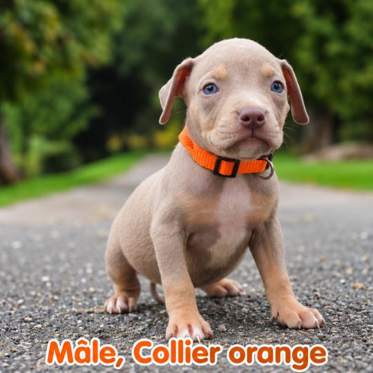 chiot American Bully Tricolore lilac Phoenix bully's kennel  