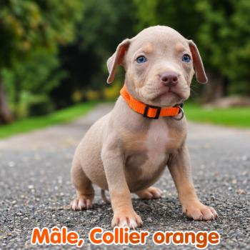 3e chiot (Portée Unknown mommy ❤ Unknown daddy) - Mâle Tricolore lilac collier noir Mâle American Bully