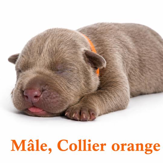 7e chiot (Portée Unknown mommy ❤ Unknown daddy) - Mâle Tricolore lilac collier orange Mâle American Bully